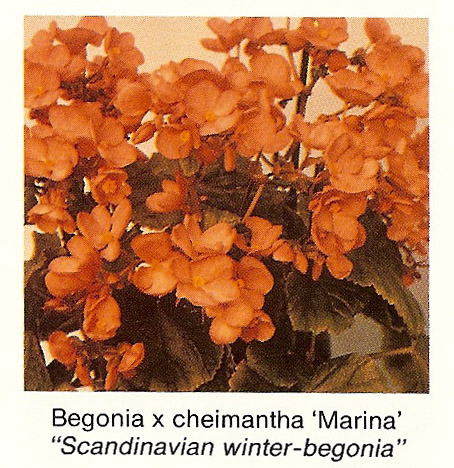 B. ‘Marina’
